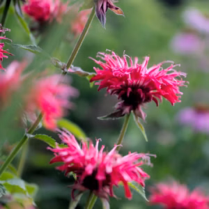 Monarda Didyma 'Pardon My Pink' Bee Balm