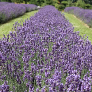 Lavandula Angustifolia Sweet Romance Lavender