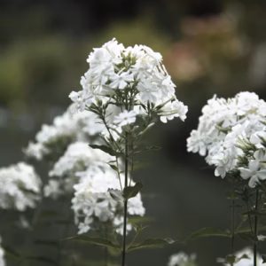 Phlox Paniculata Luminary Backlight