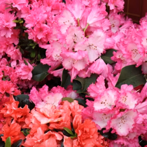 Rhododendron (Azalea) Encore Autumn Carnation