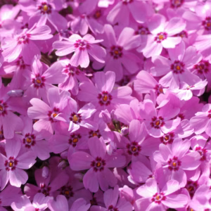 Phlox Paniculata (Garden Phlox) Luminary Prismatic Pink