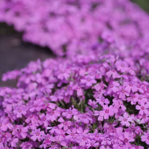 Phlox Paniculata (Garden Phlox) Luminary Ultraviolet