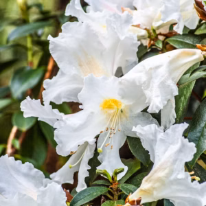 Rhododendron (Azalea) Encore Autumn Angel