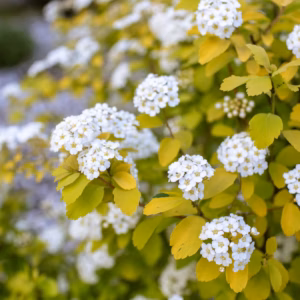 Spiraea Japonica 'Goldmound' Spirea