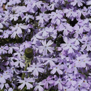 Phlox Subulata 'Emerald Blue' Creeping Phlox