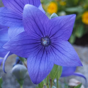 Platycodon Grandiflorus 'Fuji Blue' Balloon Flower