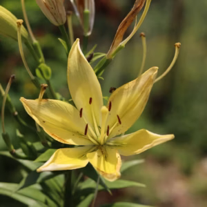 Lilium Asiaticum (Asiatic Lily) Lily Looks ''Tiny Bee''