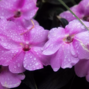 Ruellia Simplex (Mexican Petunia) Machu 'Purple Showers'