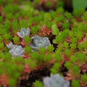 Sedum (Stonecrop) Rock 'N Grow 'Pure Joy'