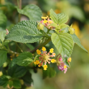 Lantana Camara Chapel Hill Yellow
