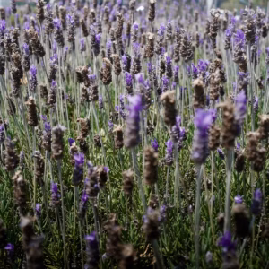 Lavandula Angustifolia 'SuperBlue' English Lavender