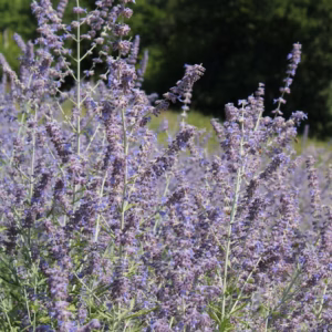 Perovskia Atriplicifolia (Russian Sage) Denim 'n Lace