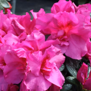 Rhododendron (Azalea) Encore 'Autumn Sundance'