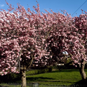 Prunus Glandulosa 'Rosea Plena' Pink Flowering Almond