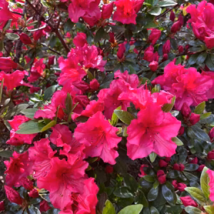 Rhododendron (Azalea) Encore 'Autumn Sangria'