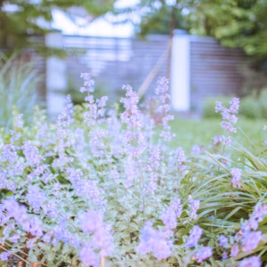 Nepeta 'Cat's Pajamas' Catmint