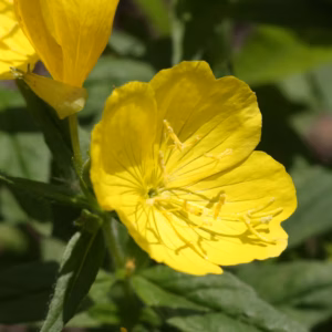 Oenothera Tetragona Evening Primrose