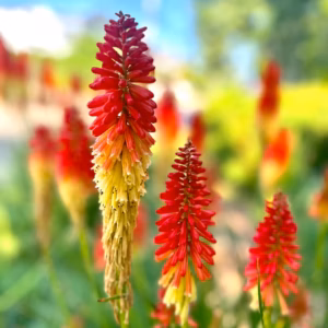 Kniphofia 'Jackpot' Red Hot Poker