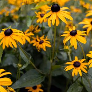 Rudbeckia Fulgida 'Goldsturm' Black Eyed Susan