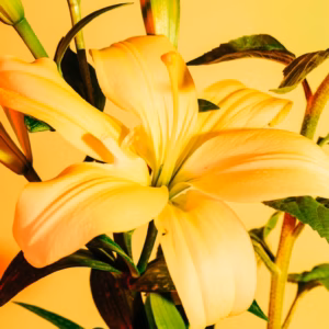 Lilium Asiaticum (Asiatic Lily) Lily Looks 'Tiny Nugget'