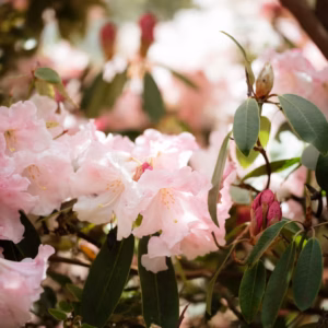 Rhododendron (Azalea) Encore 'Autumn Lily'