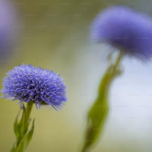 Scabiosa Columbaria 'Butterfly Blue' Pincushion Flower