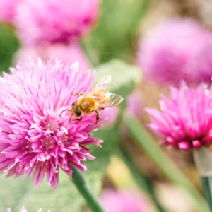 Monarda Didyma (Bee Balm, Bergamot) Sugar Buzz® ''Bubblegum Blast''